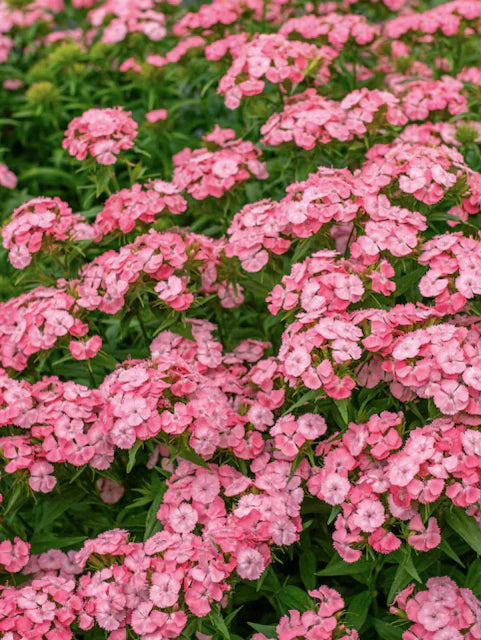 Œillet rose de Barcelone