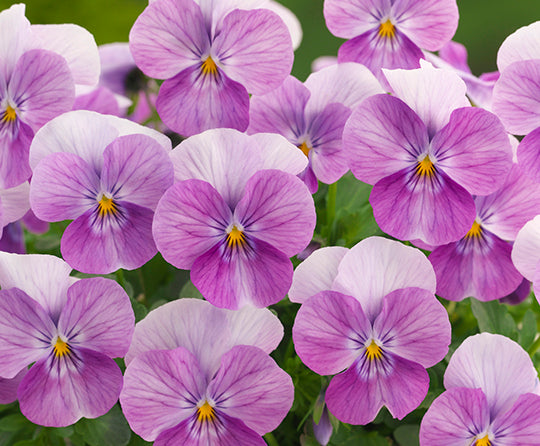 Floral Power Prune Antique F1 Viola Cornuta