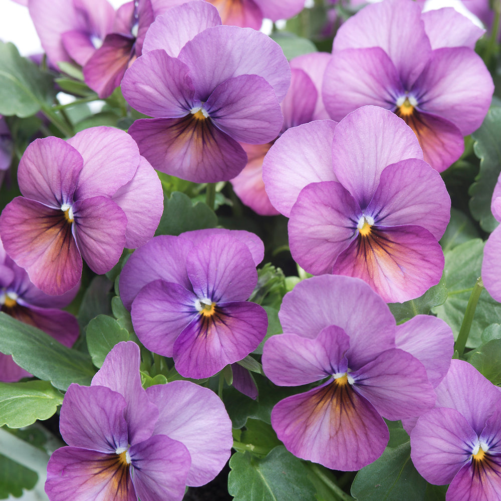 Floral Power Prune Antique F1 Viola Cornuta