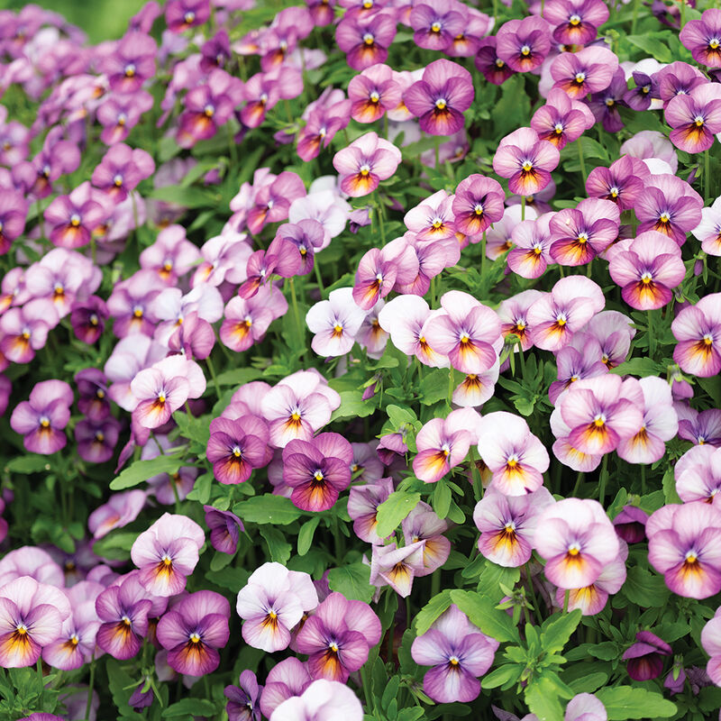 Floral Power Prune Antique F1 Viola Cornuta