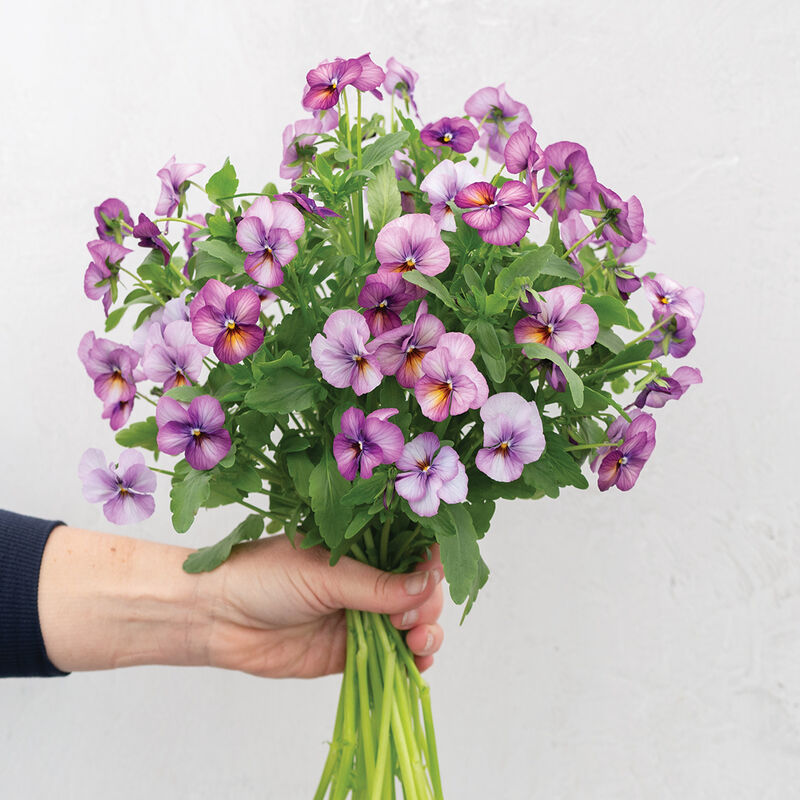 Floral Power Prune Antique F1 Viola Cornuta