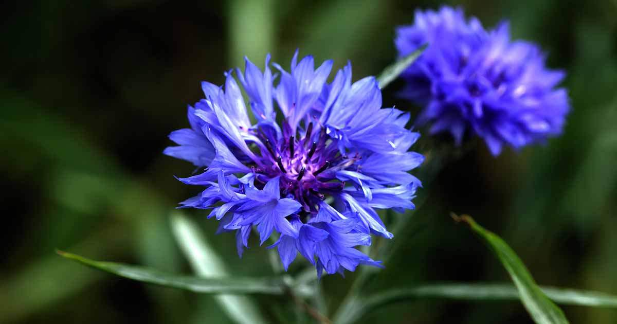 Bouton de célibataire « Blue Boy »