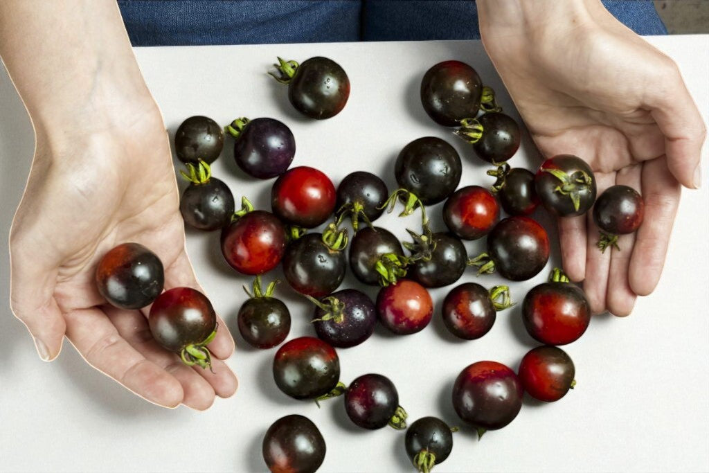 Tomate Rose Indigo