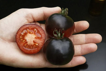 Tomate Rose Indigo