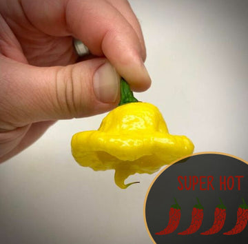 KSLS Lemon Starburst