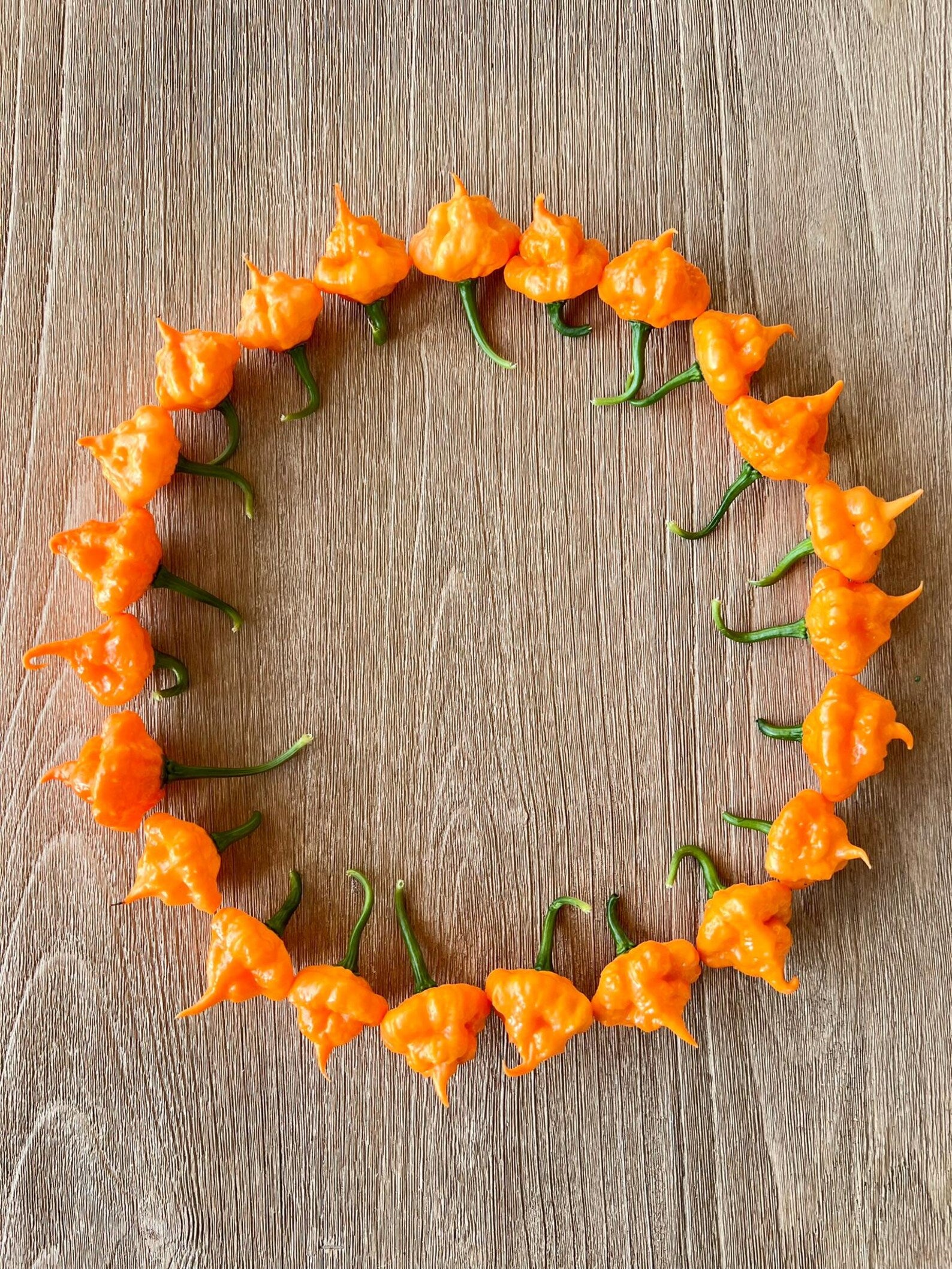 Circular arrangement of KSPS Khang Starr Peach Starburst peppers on a wooden surface