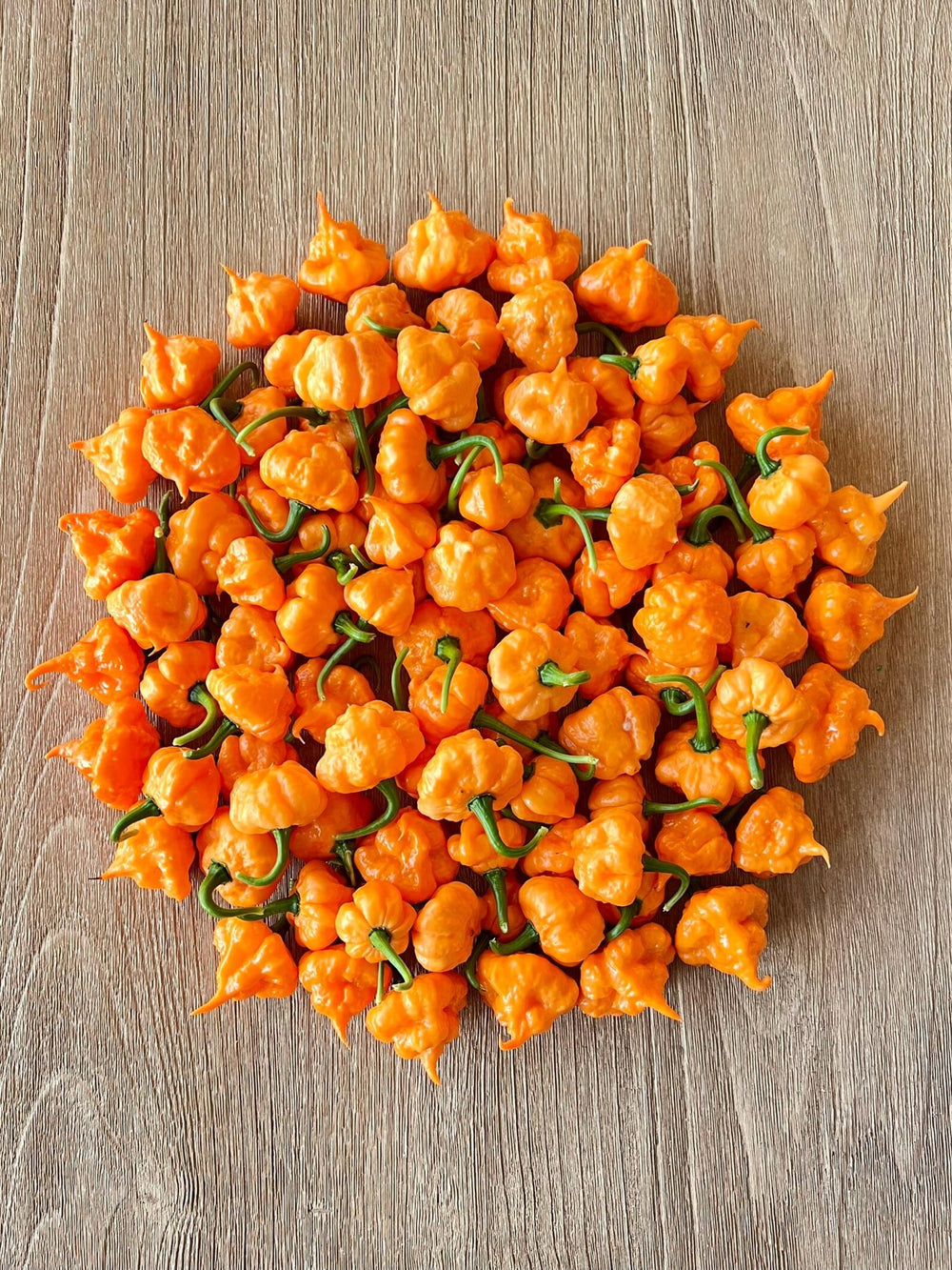 Cluster of small orange KSPS Khang Starr Peach Starburst Peppers on a wooden surface