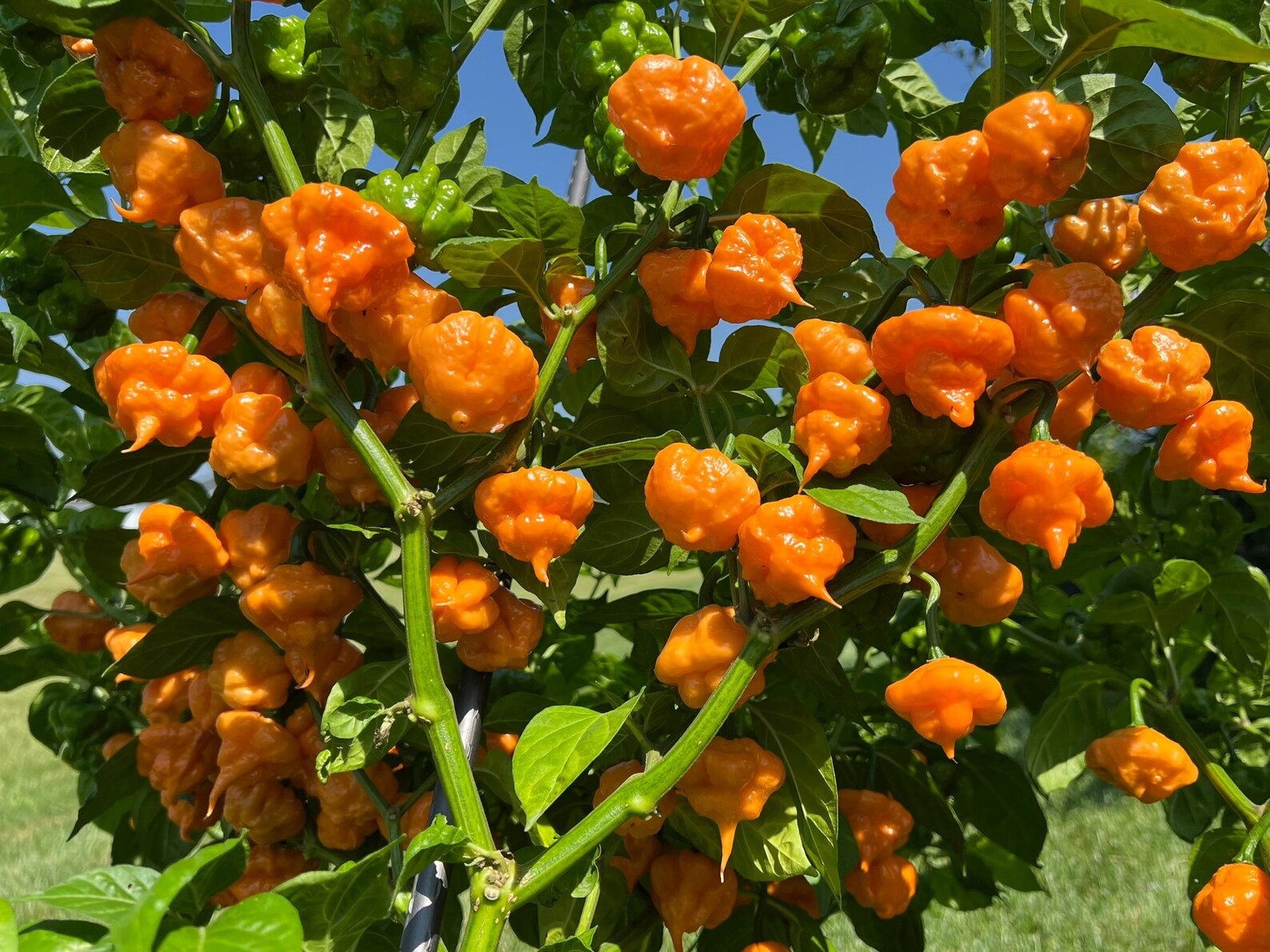 KSPS Khang Starr Peach Starburst peppers growing on a plant with green leaves against a blue sky.