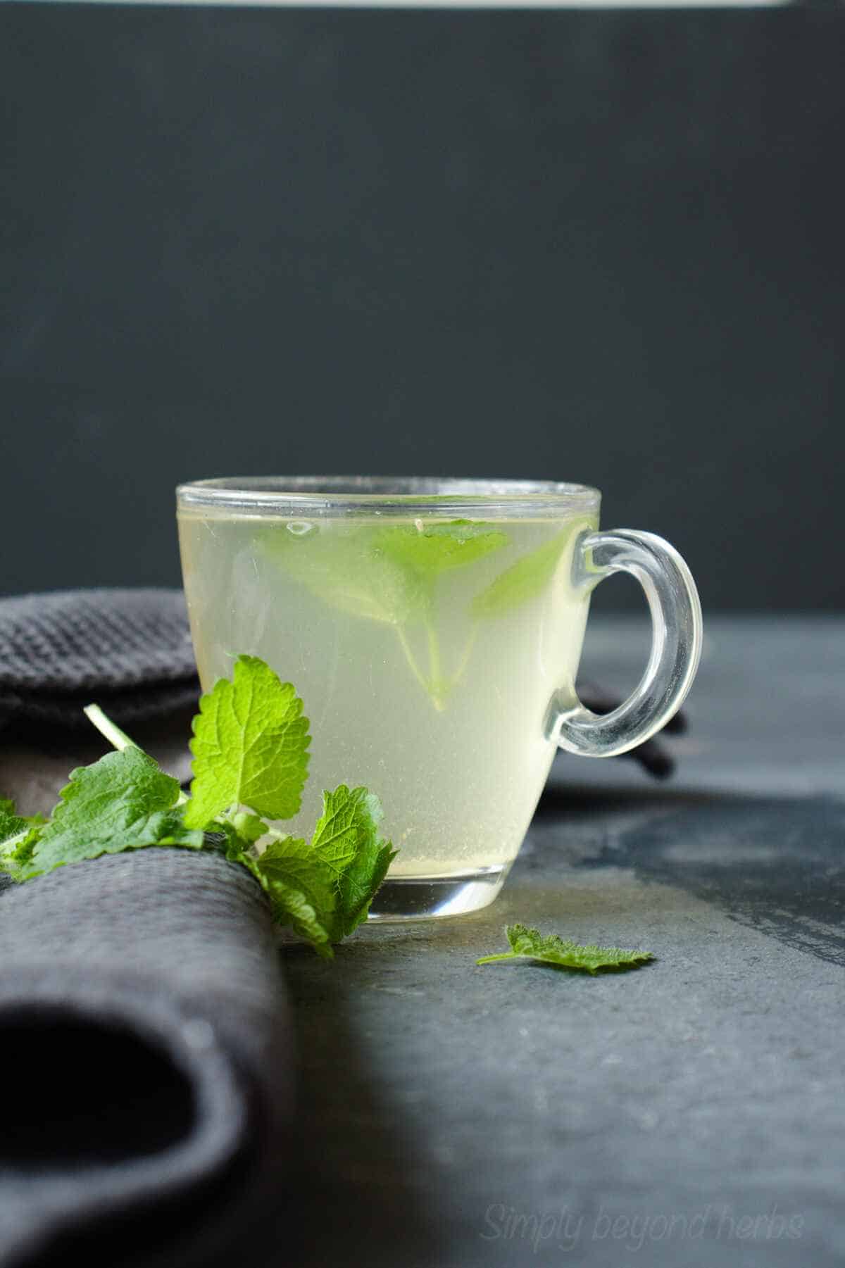Mélisse officinale