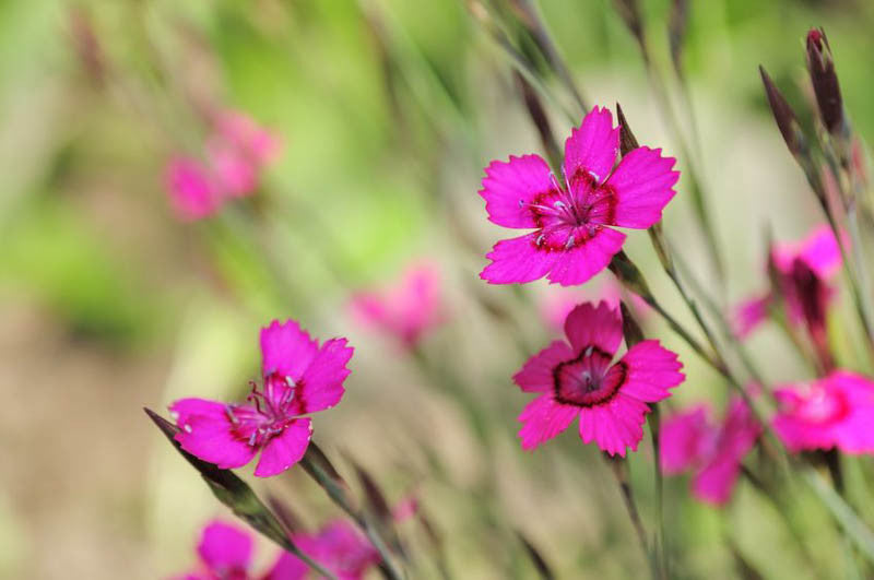 Œillet rose vierge