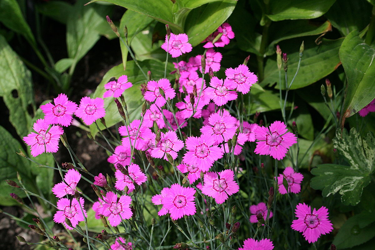 Œillet rose vierge