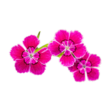 Œillet rose vierge