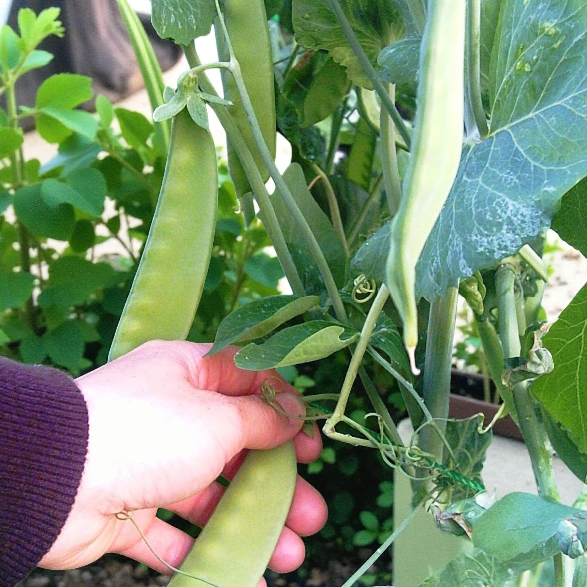 Mammoth Melting Sugar