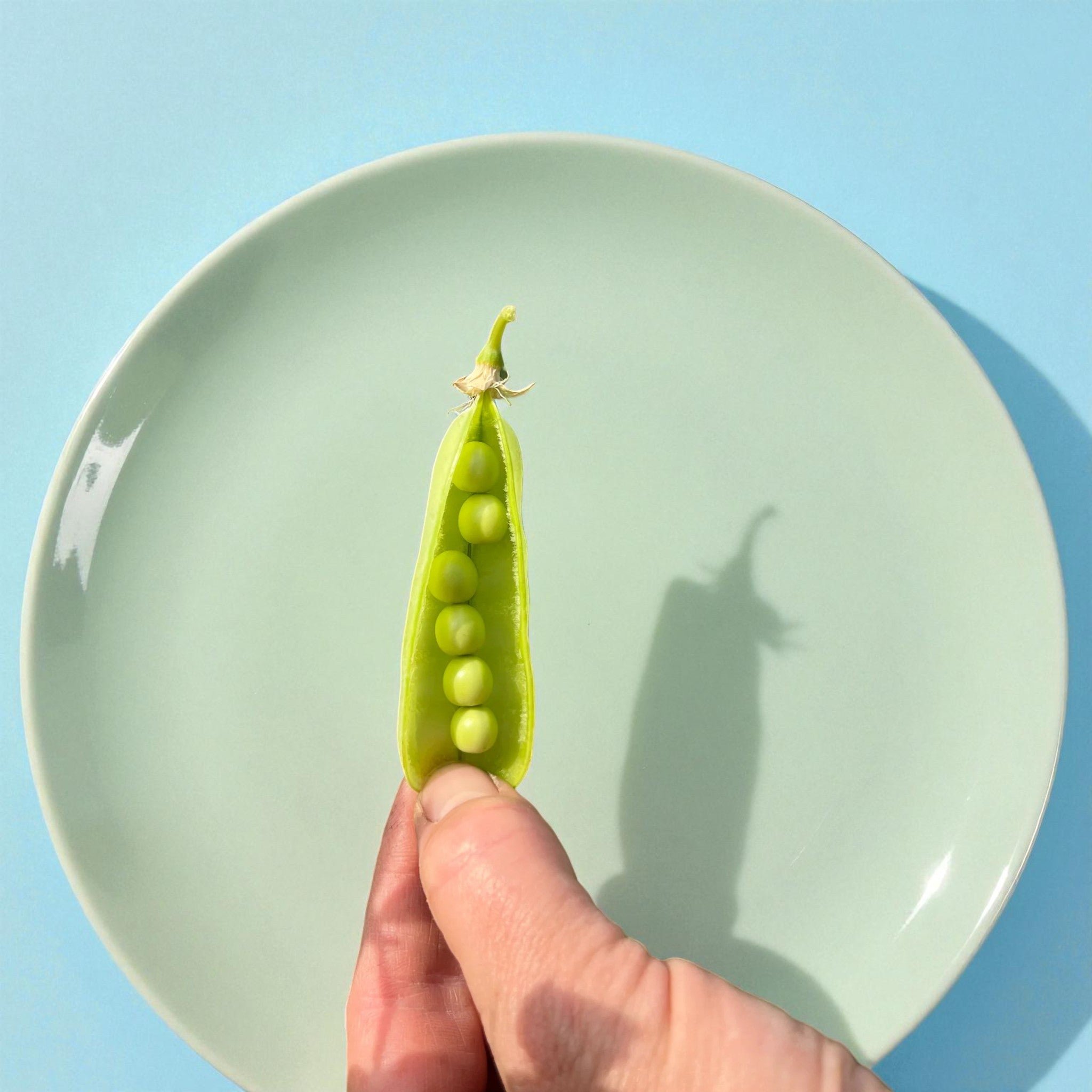 Mammoth Melting Sugar