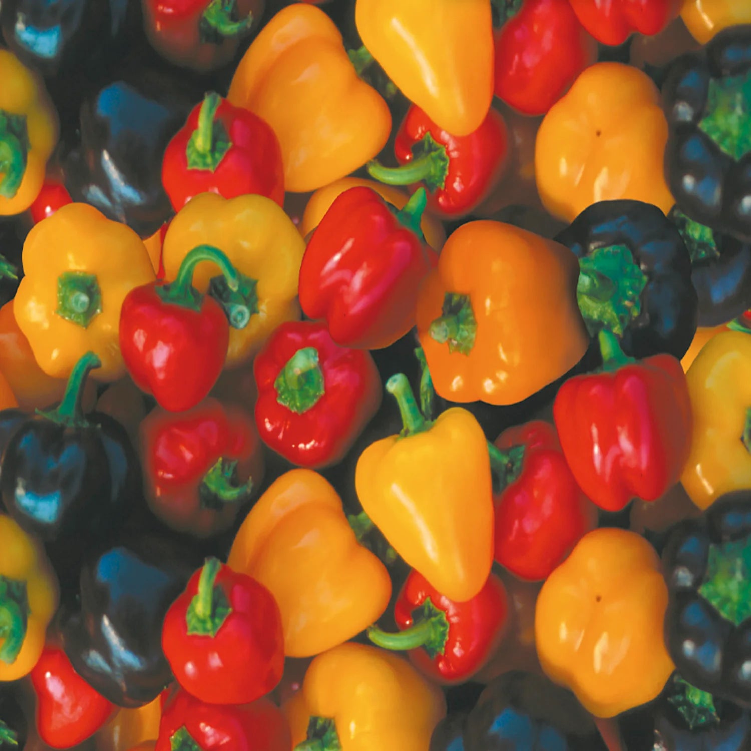 Multicolor Mini Bell Pepper