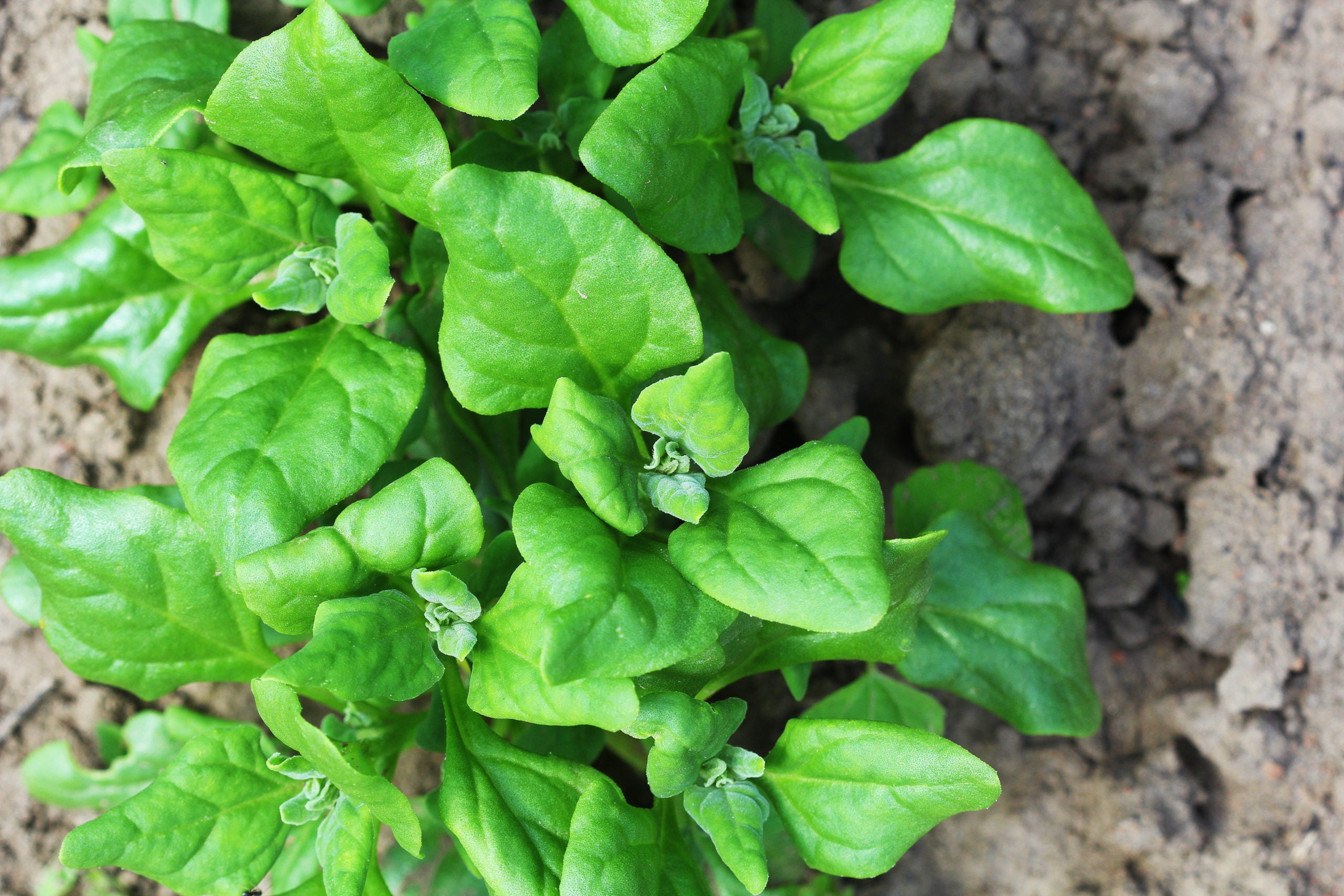 New Zealand Spinach