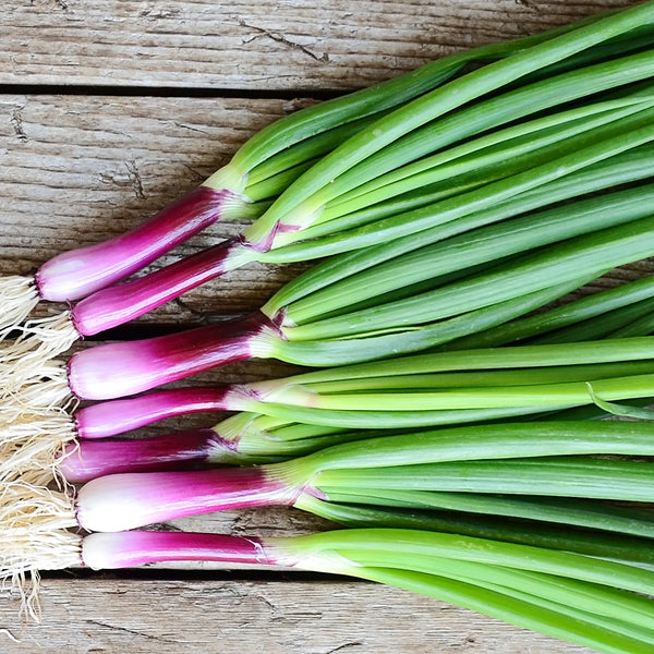 Apache Bunching Onion seeds heirloom scarlet-red Japanese variety from Casa Verde Chef Shop