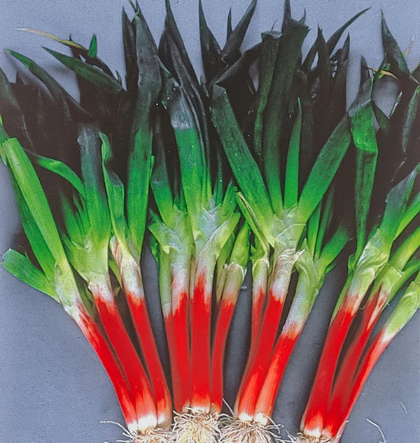 Red Beard Scallions Seeds - ON593 Red Beard Picture x640 b6d7 9d3d