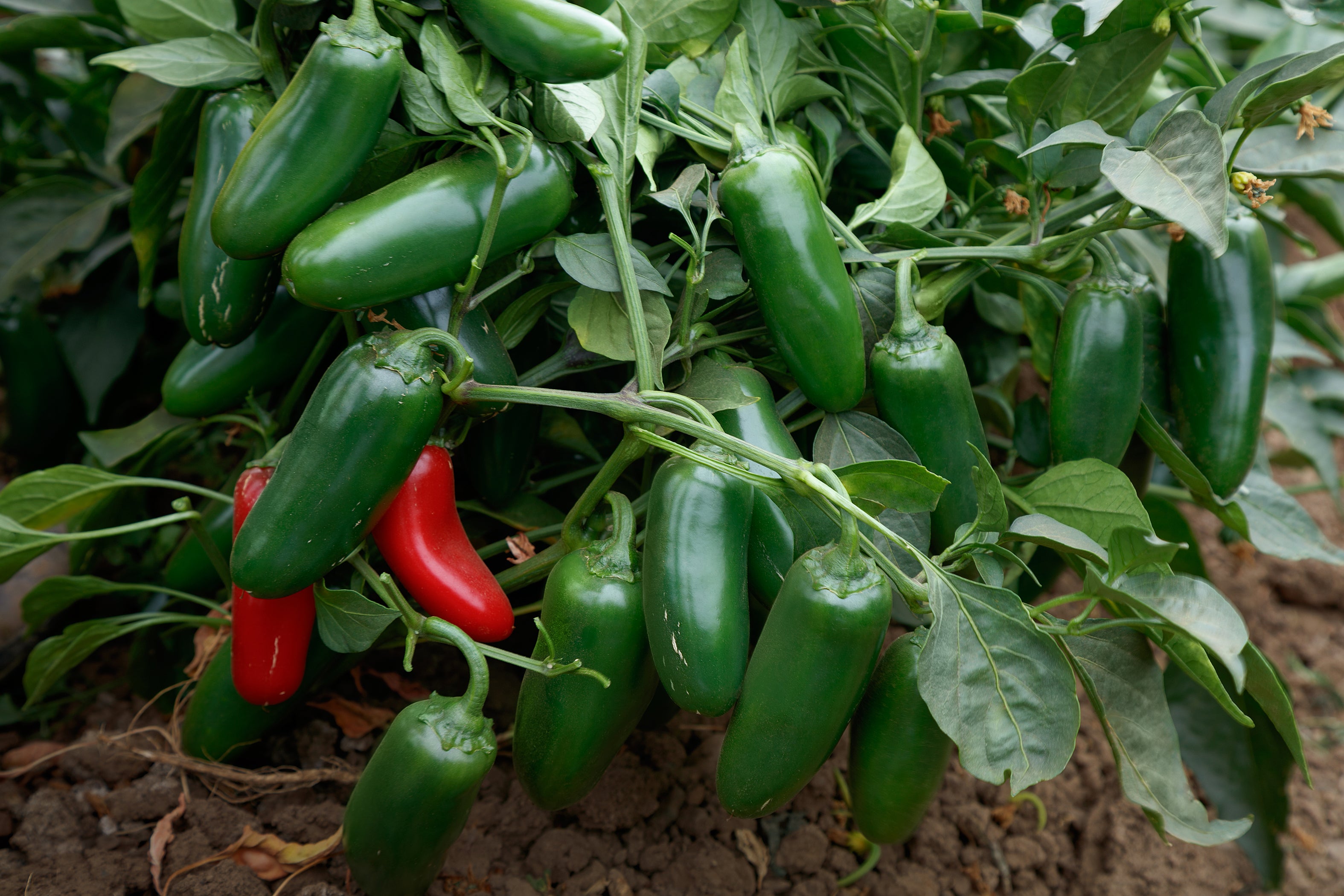 Piment jalapeño précoce