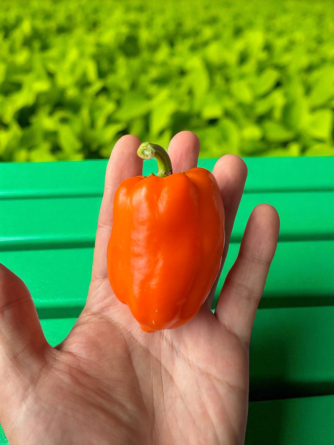 Orange Long Glow Bell Pepper