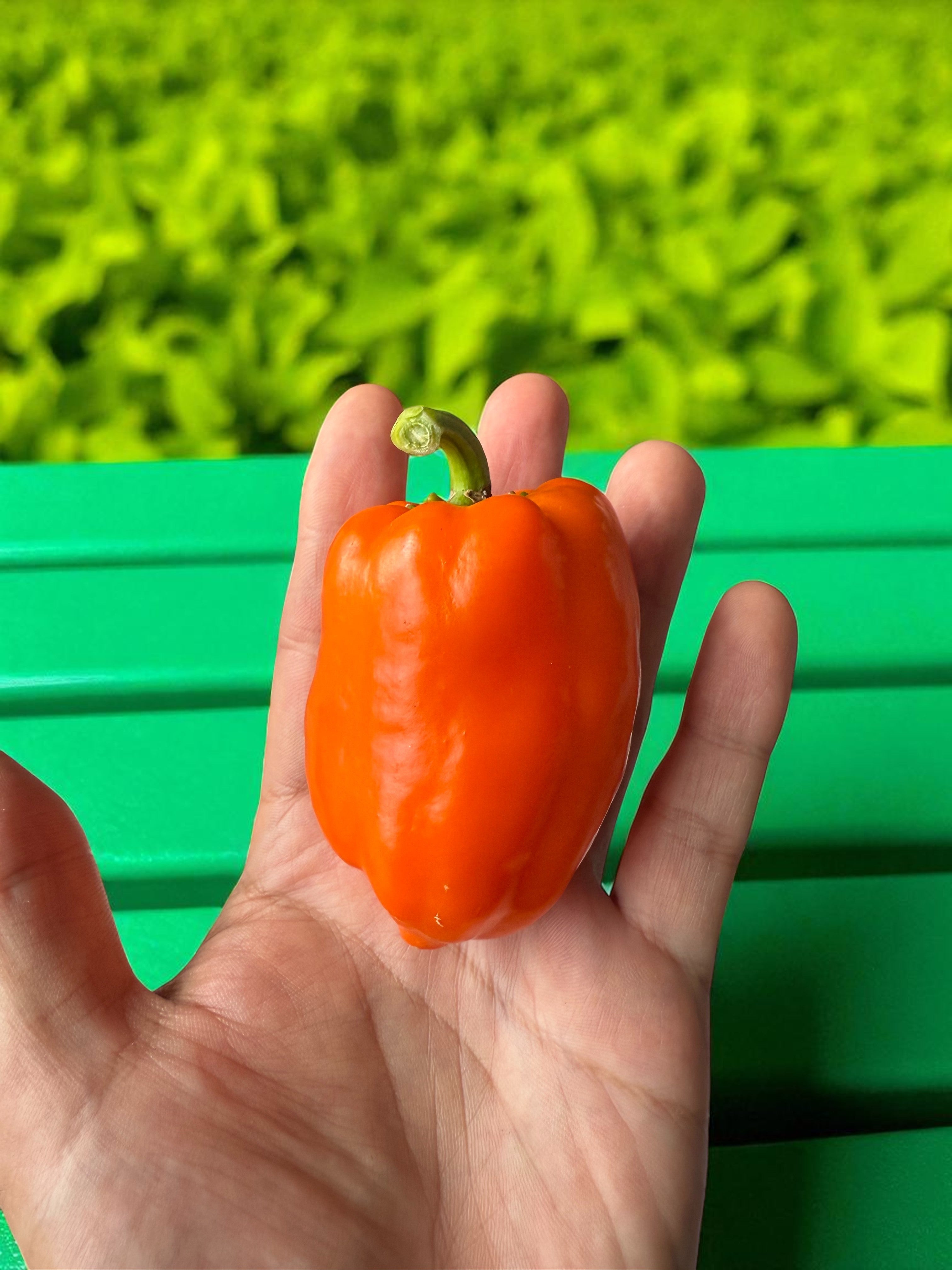 Orange Long Glow Bell Pepper