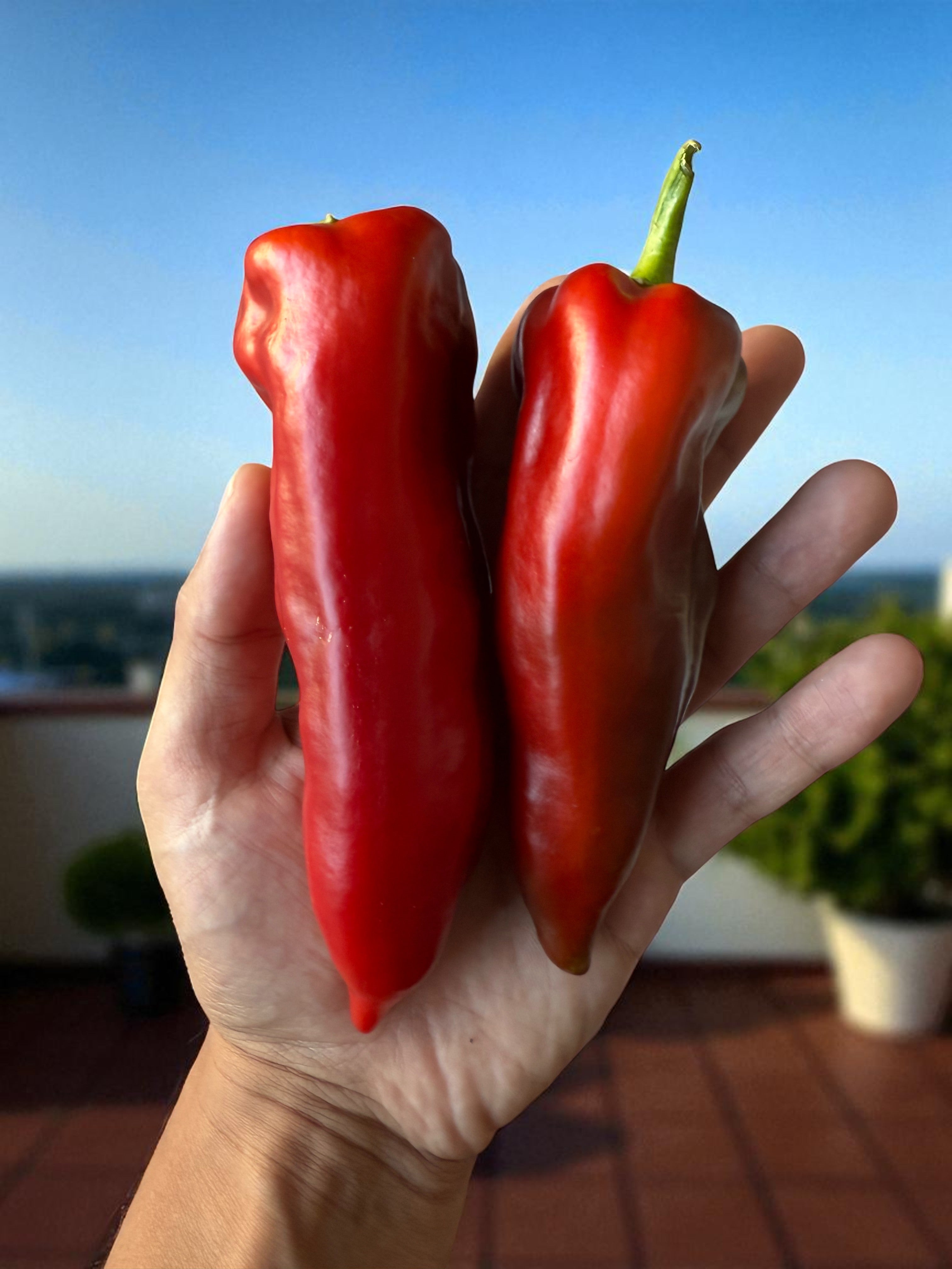 Grueso de Plaza Pepper