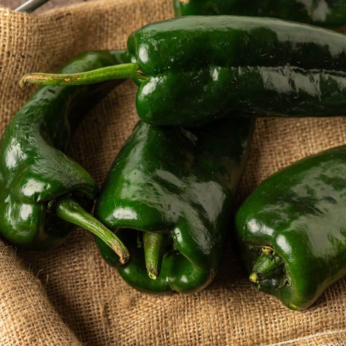 Piment Poblano