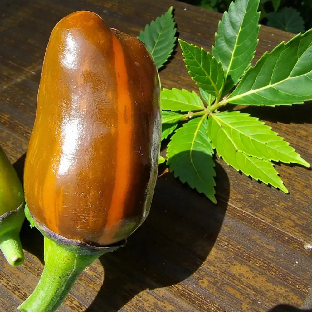 R.H. Lilac UFO x Golden Nugget