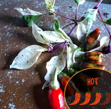 R.H. Lilac UFO x Golden Nugget