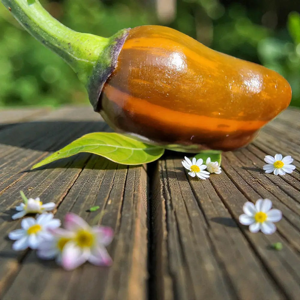 R.H. Lilac UFO x Golden Nugget