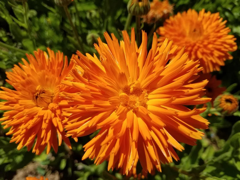 Radio Calendula