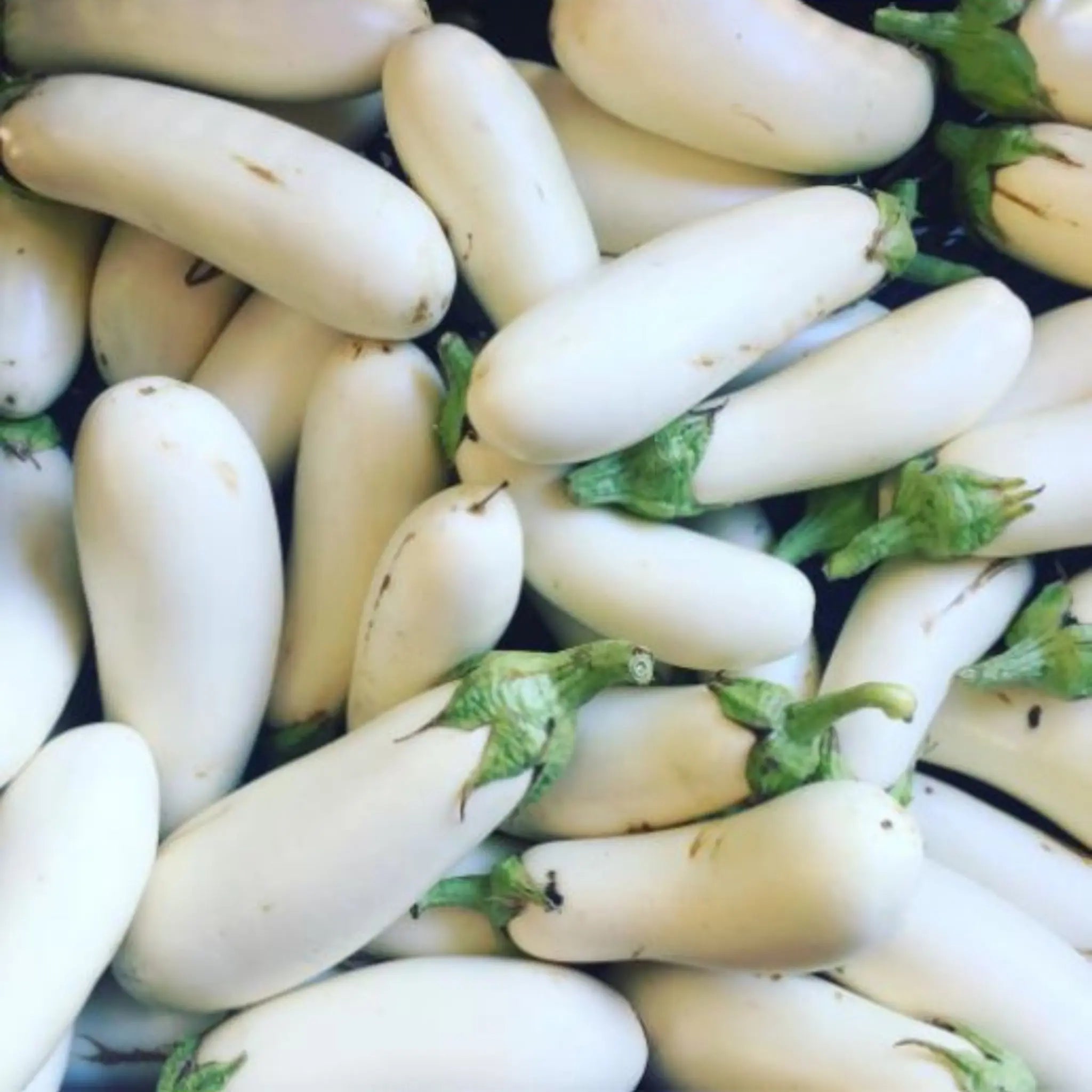 Snowy White Eggplant Seeds