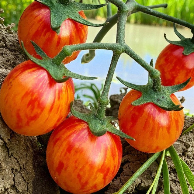 Tomate Bumble Bee Sunrise