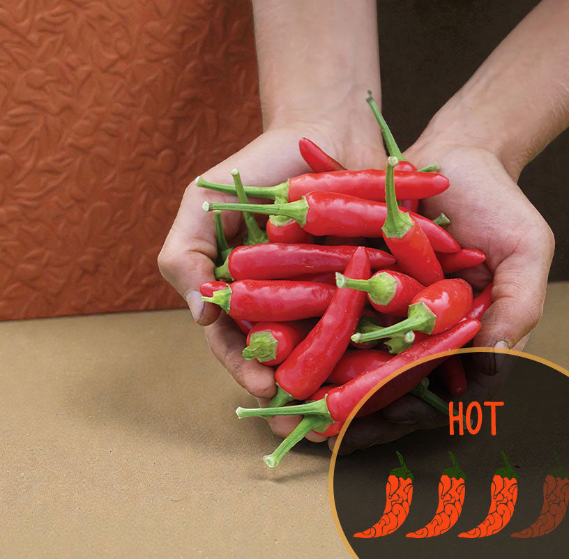 Graines de piment super chili (hybride)