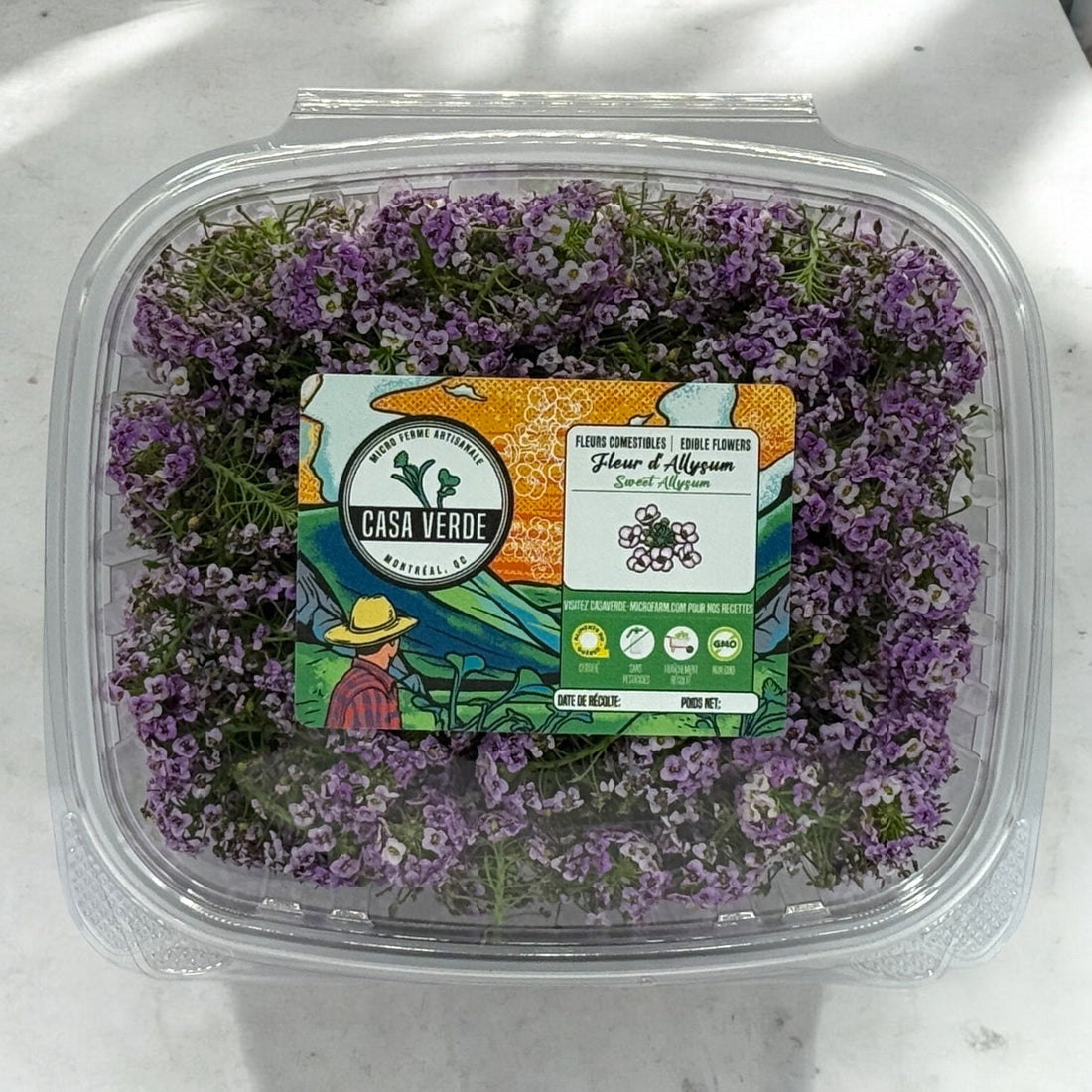 Sweet Alyssum Edible Flowers