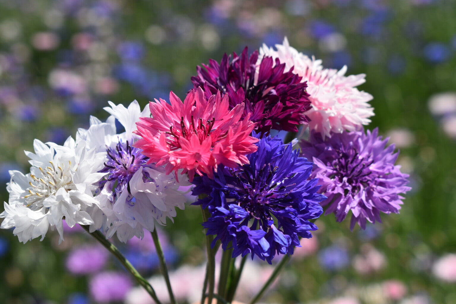 Fleur de bouton de célibataire aux couleurs mélangées