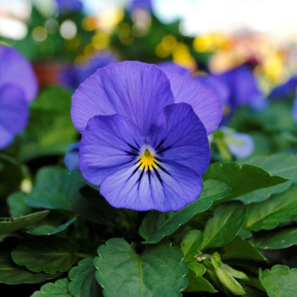 Fleur comestible bleu électrique Viola Gem
