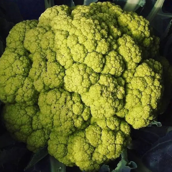 Vitaverde Cauliflower Seeds - Vita Verde Cauliflower culinary seeds