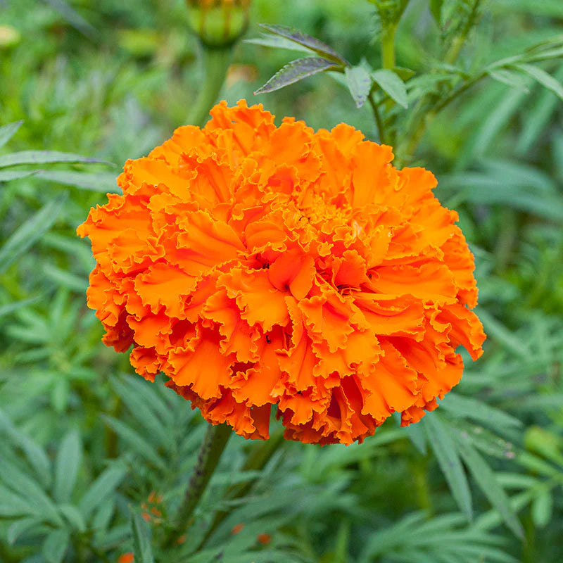 Souci africain orange