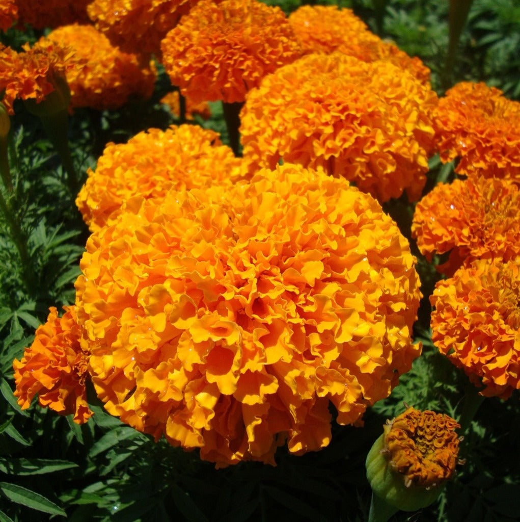 Souci africain orange