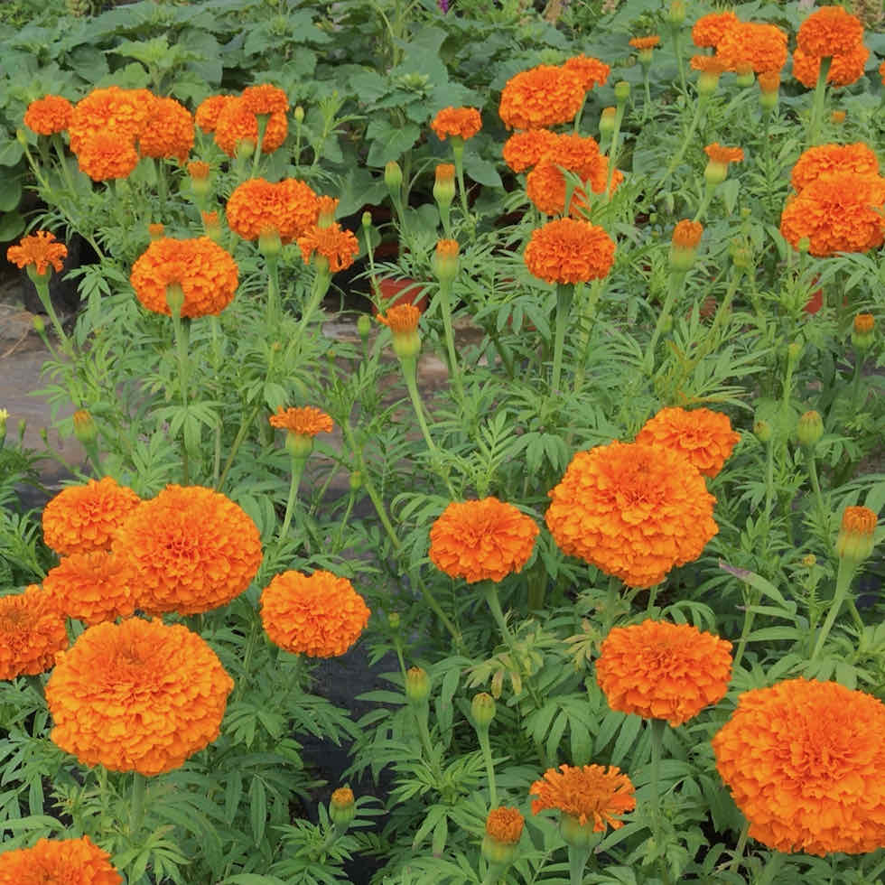 Souci africain orange