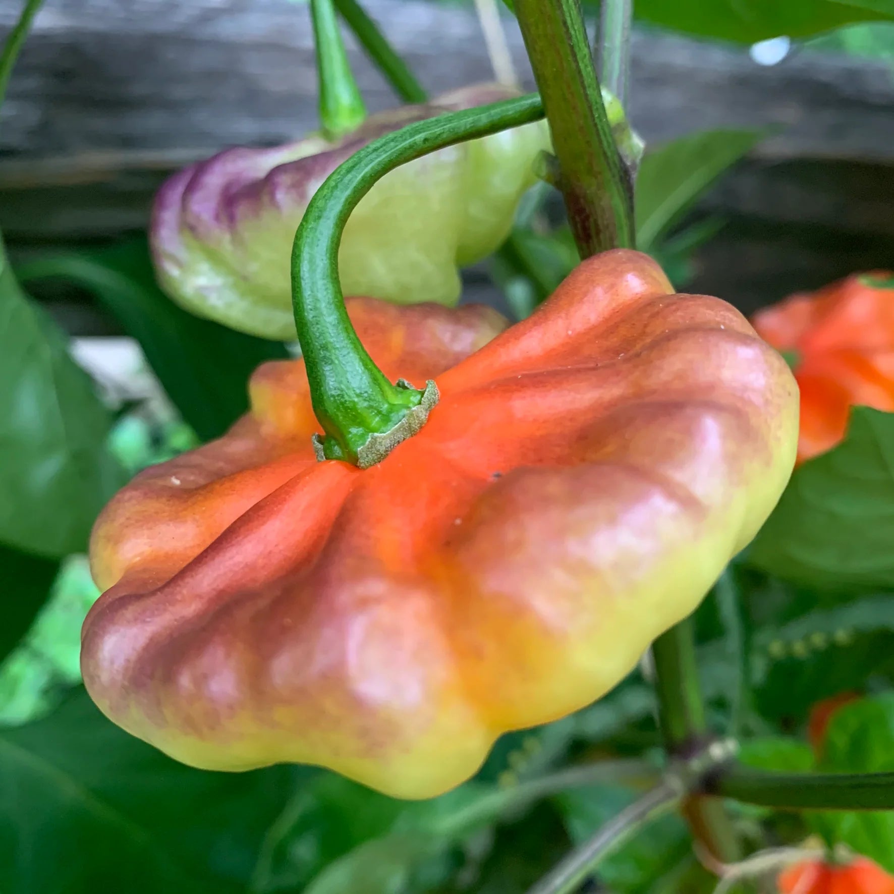 Piment Aji Cachucha