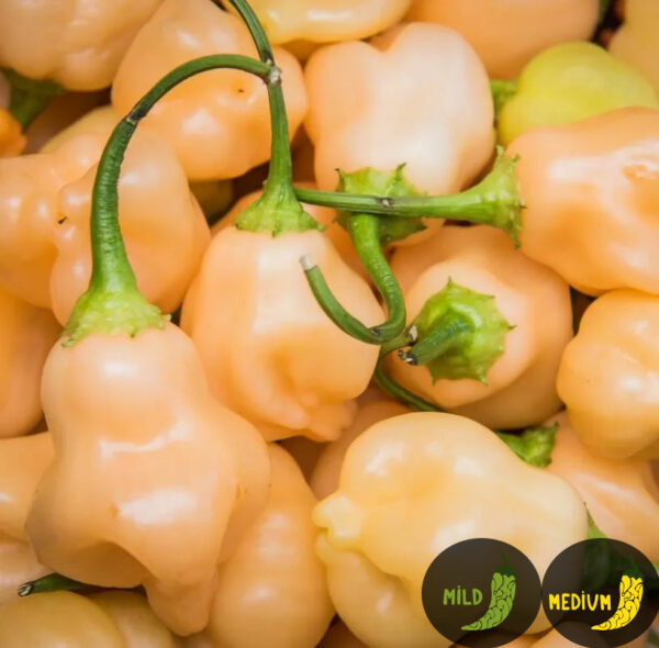 Close-up of Fantasy Peach chili peppers with green stems, labeled 'Mild' and 'Medium' heat.