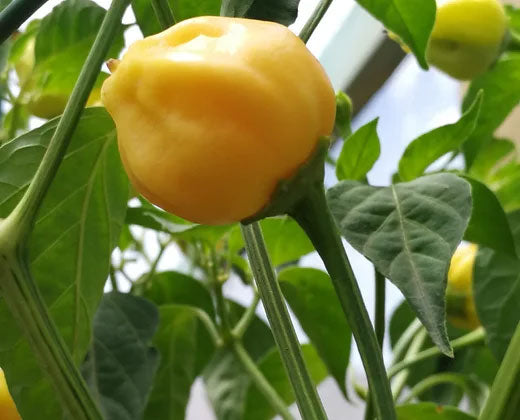 Fantasy Peach pepper growing on a plant with green leaves.