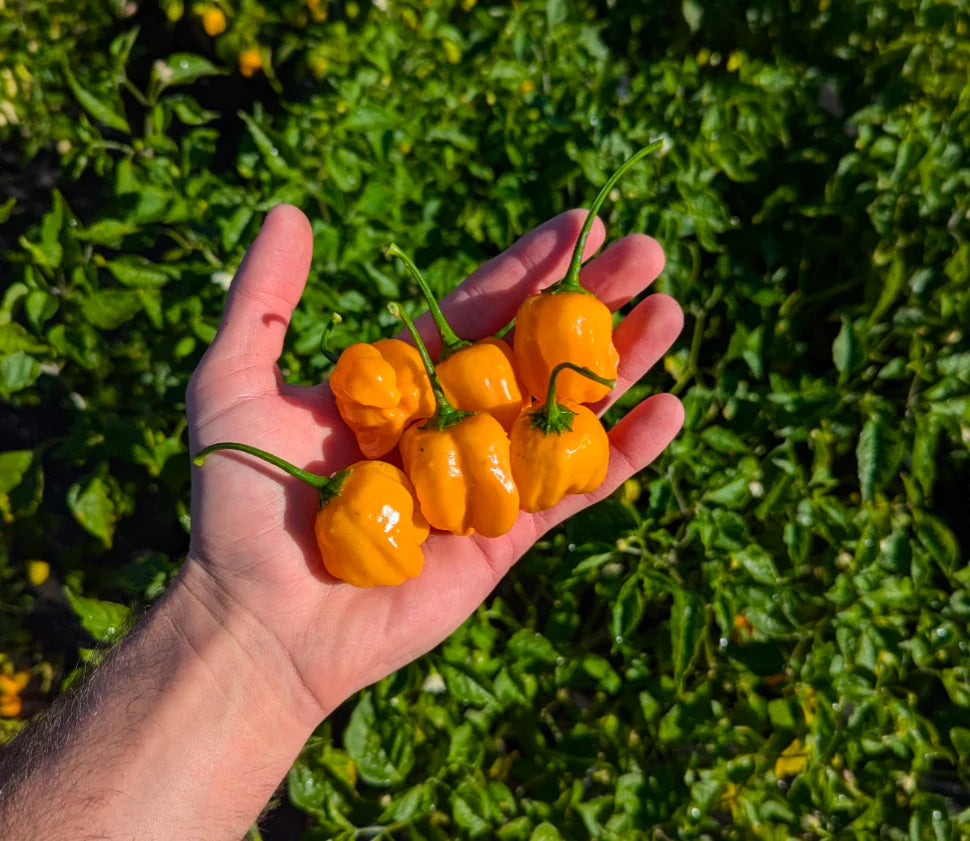 Poivre Ahi Mangue