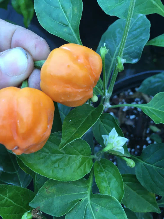 Poivre Ahi Mangue