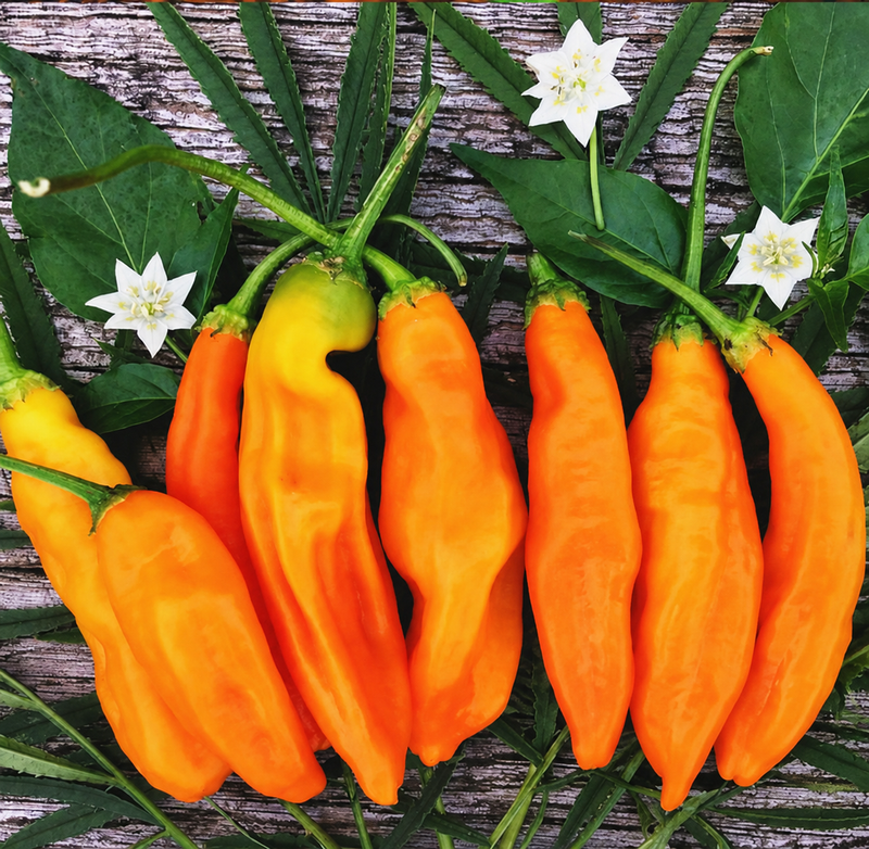 Orange Aji Amarillo peppers with leaves and flowers on weathered wood; catalogue photograph retouched to remove a cropped heat label.