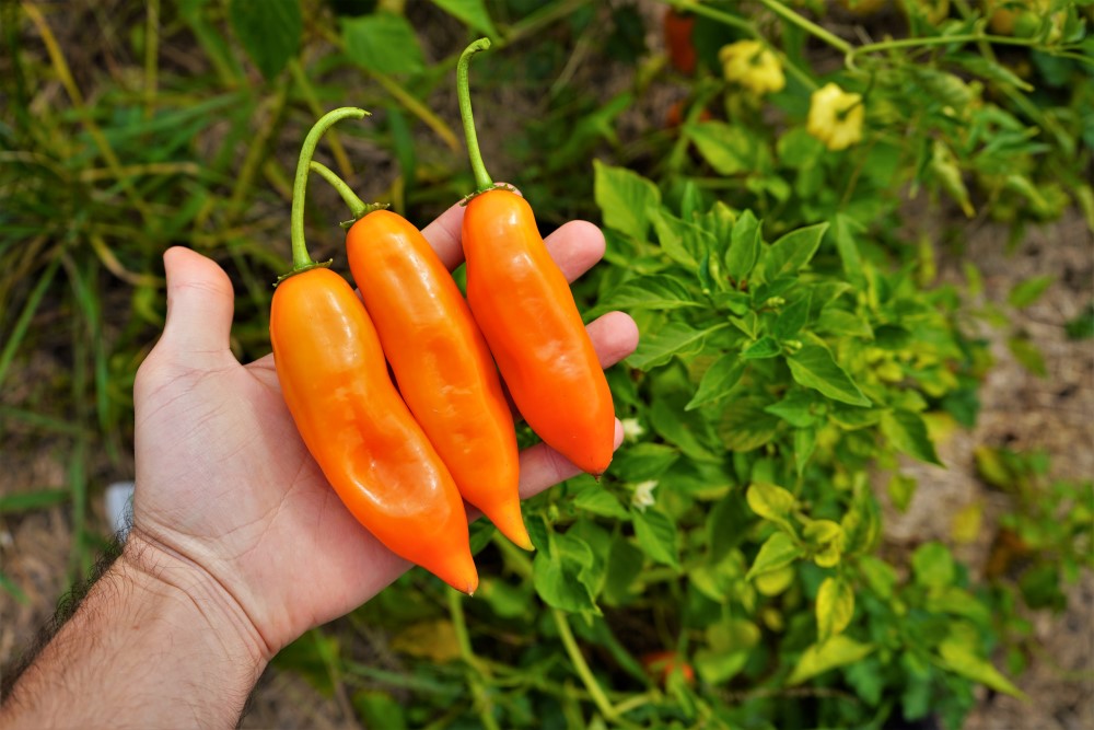 Aji Amarillo Pepper