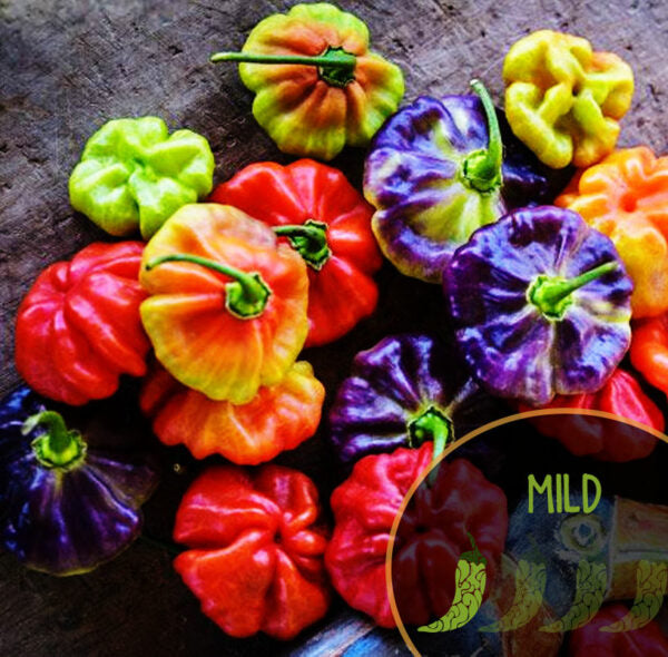 Colorful Aji Cachucha peppers on a wooden surface with 'MILD' text.
