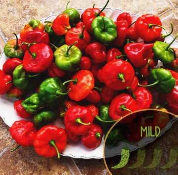 Aji Dulce Porto Rico